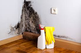  Brocton, NY Mold Removal Services Pros